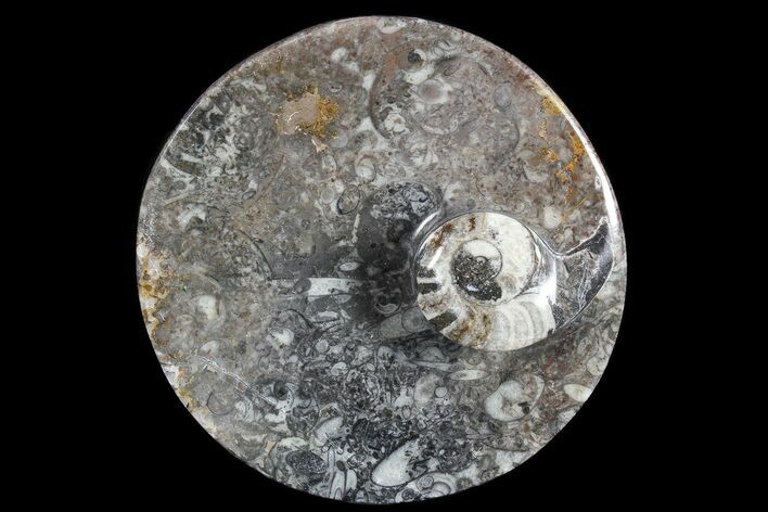 Round Fossil Goniatite Dish #73734